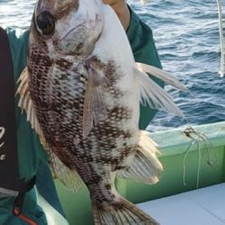 鯛ラバ釣り果